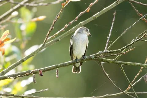 A flycatcher watching from a tree Stock Photos
