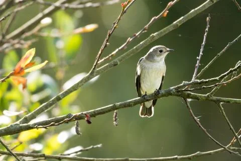 A flycatcher watching from a tree Foto stock