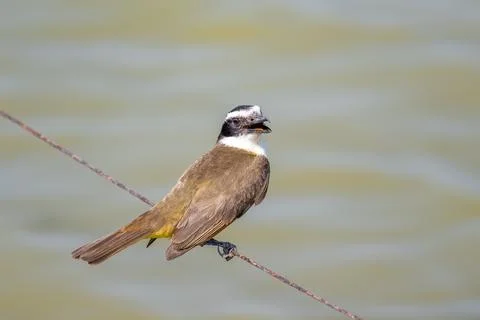 Flycatcher on a wire Stock Photos