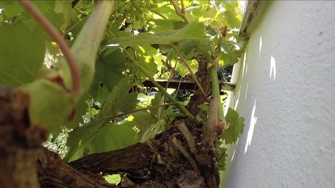 Flycatchers Stock-Footage 75389505