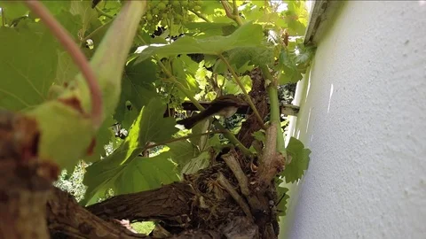 Flycatchers Stock-Footage 75392657