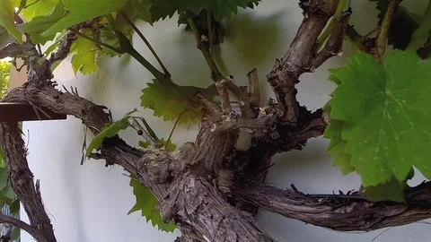 Flycatchers Stock-Footage 75393000