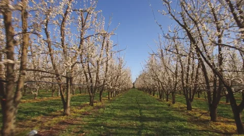 Flydown row of full bloom plum trees Stock Footage 54762847