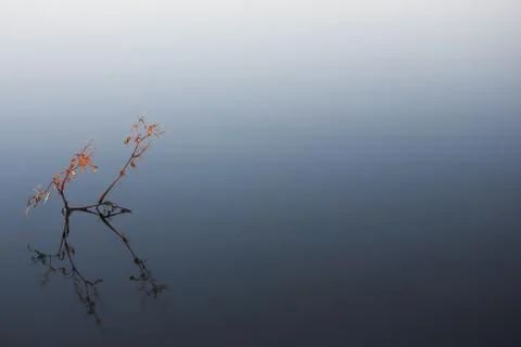 Flyfish #29 Stock Photos