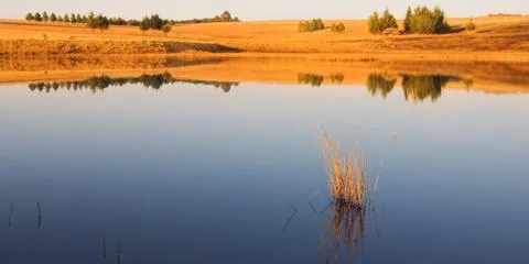 Flyfish #34 Stock Photos