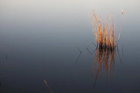 Flyfish #35 Stock Photos