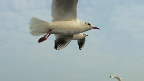 Flyig seagul Stock Footage 133413207