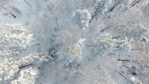 Flying abobe winter forest Stock Footage 101486816