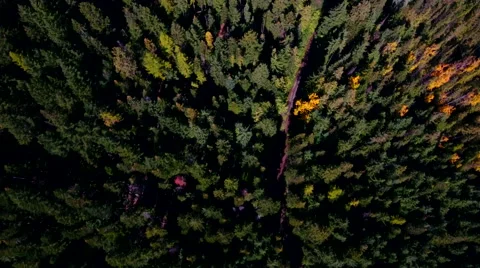 Flying about an Oregon forest in the Fall. Stock Footage 69070061