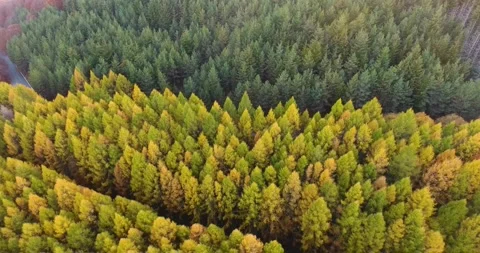 Flying above area filled with bunch of yellow and green evergreen trees Stock Footage 145989996