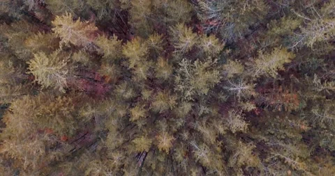 Flying above area filled with many evergreen trees Video stock 145990101