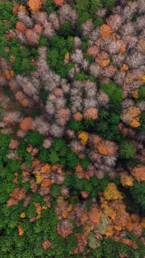 Flying Above Autumn Tree Canopy Stock Footage 284157566