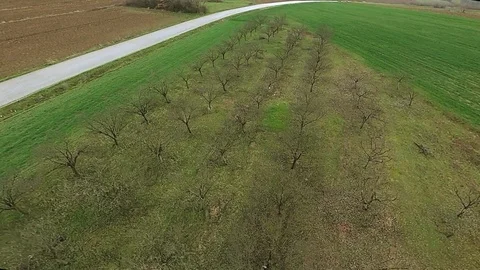 Flying above bare tree orchard in early springtime Stock Footage 87351879