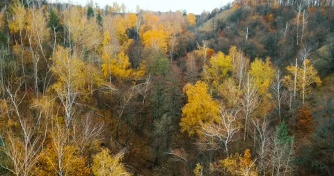 Flying above beautiful birch grove in autumn. Yellow birch in the ravine. Aerial Stock Footage 139393853