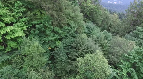 Flying above beautiful coniferous forest and road on summer day Stock Footage 68405785