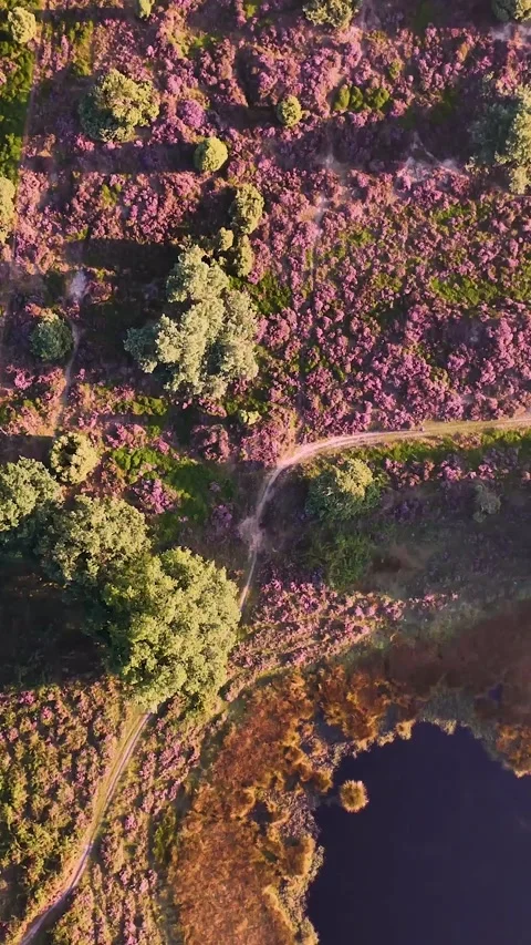 Flying above blooming heather fields and lake Stock Footage 327111772
