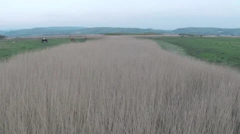 Flying Above Borth Bog 库存影片 65394129