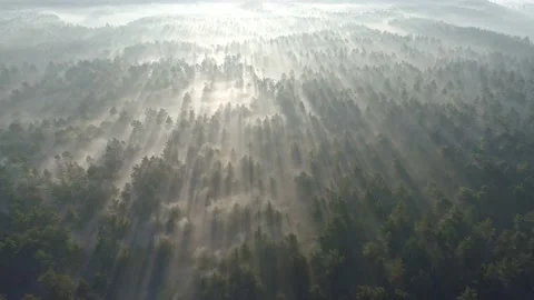 Flying above boundless pine forest covered with mist during sunrise in morning 스톡 동영상 132644193