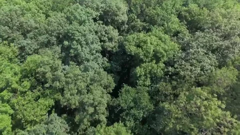 Flying above bunch of trees Stock-Footage 143937733