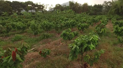 Flying above cacao farm Stock Footage
