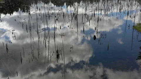 Flying above ceder pond with cloud reflections in water to reveal forest Stock Footage 98710233