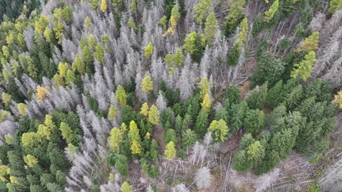 Flying above a coniferous forest with dead, withered and dried-out trees Stock Footage 327121629