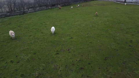 Flying above the cows fast. Stock Footage 158547513