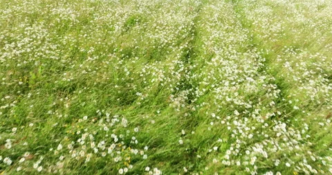 Flying above daisy field Stock Footage 312517860