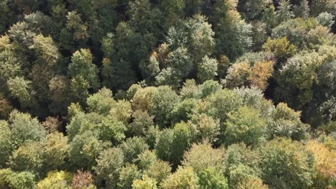 Flying above deciduous treetops on sunny fall day in forrest hill Stock Footage 258602813