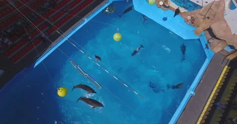 Flying above the dolphinarium during the show. 4K Stock Footage 55184805