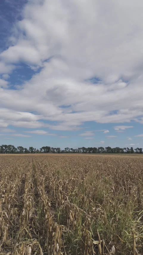 Flying Above Dry Ripe Corn In A Field Stock Footage 317405422