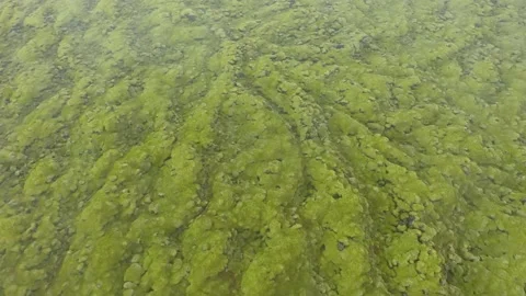 Flying above Eldhraun lava field in Iceland, aerial view Stock Footage 176703968