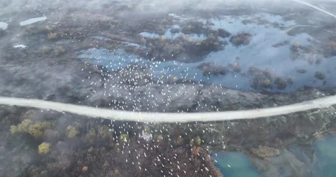 Flying above epic large flock of birds. Flying over blue lake in natural fog Stock Footage 198353368