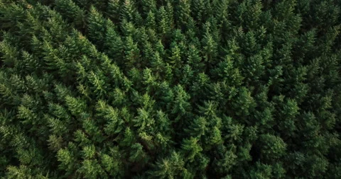 Flying above evergreen forest Video stock 247780241