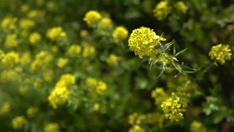 Flying above field of mustard Stock Footage 76630657