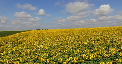 Flying above field of sunflowers Stock Footage 86790035