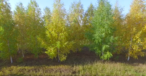 Flying above fields and trees 動画素材 56566456