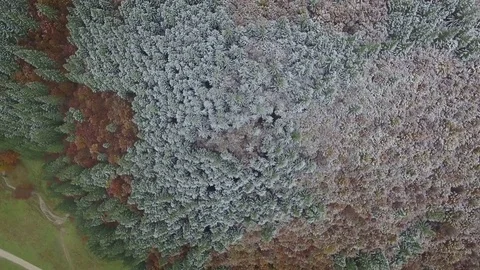 Flying Above forest covered with snow Stock Footage 70617006