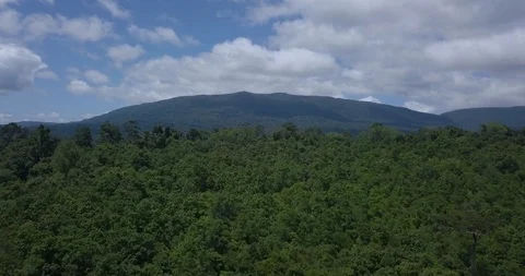 Flying above forest by drone with opening panoramic view of national park Stock Footage 111302053