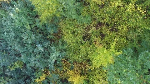 Flying up above a forest Stock Footage 71056846