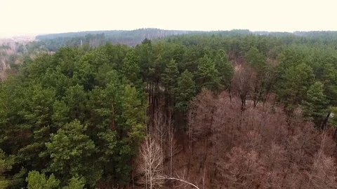 Flying Above Forest. Vídeo Stock 73365337