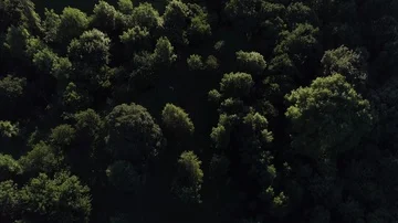 Flying above the forest Stock Footage 85684068