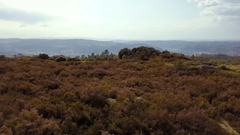 FLYING ABOVE THE FOREST Stock Footage 105544133