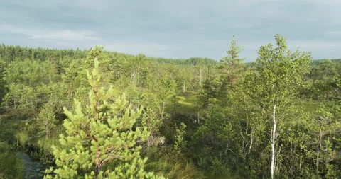 Flying above forest in marshland Stock Footage 281995293