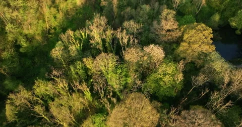 Flying above a forest at sunrise Stock Footage 334020800