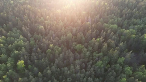 Flying above a forest into the sunset Stock Footage 244700201