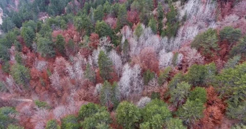 Flying above forest with trees in color of brown, green and white 스톡 동영상 145990078