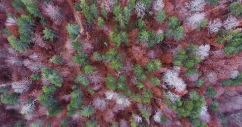 Flying above forest with trees in color of brown, green and white Stock-Footage 145990105