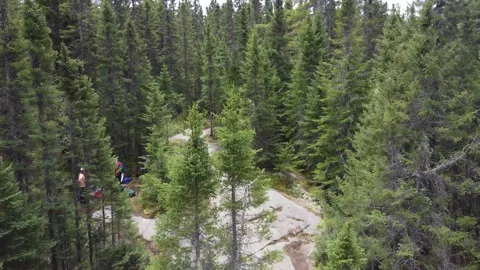 Flying Above Forest Trees Stock Footage 158179612