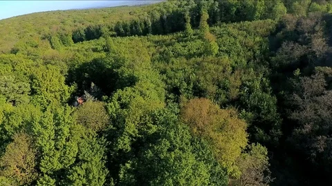 Flying above the forrest 2 Vídeos de archivo 89639693